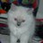 1atheistcat