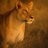 A_White_Lioness