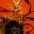 Aakashb30105708