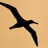 AlbatrossUSA