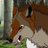 BloodPawWolf