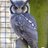 BuddhaOwl