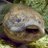 BusterLungfish