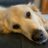CallieBuddy