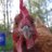 ChickyBabyMama