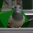 DumPigeonz