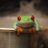 FrogSalsa7625