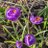 HamannLily