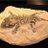 LeFossile55