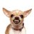 MeanChihuahua1