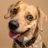NaviTheBeagle