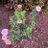 Pinky94136158