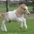 Pygmypony1