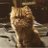 Shamim_A28
