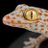 ThoughtfulGecko