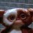 TokenGremlin