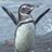 TylerPenguin2