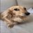 VeryLuckyDoge