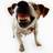 Vox_Dog