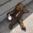 WastedWookiee