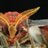 attacus_au