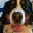 bernese02