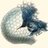 cole_walke27784