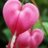 dicentra33
