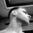 gabor_rar