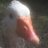 goose_herder