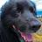 justahound