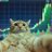 knox_trading