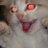 madcatjo2point0