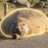 neiltheseal__