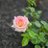sukoot_