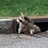 trashpandaemoji