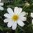 watchingdaisies